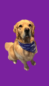 Crushers Pet Bandana