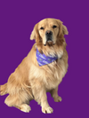 Crushers Pet Bandana